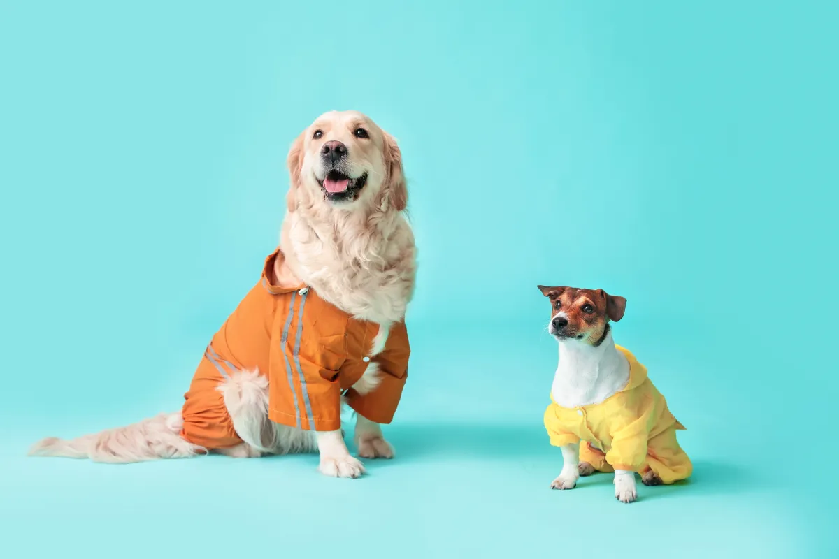 cute outfits for pet